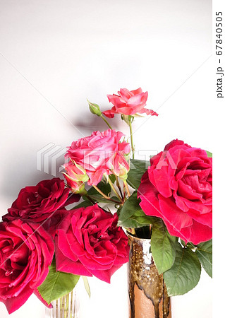 バラ 薔薇 ばら バラ 薔薇 ばら 67840505
