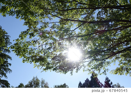 新緑と木漏れ日 67840545