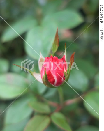 薔薇の蕾の写真素材