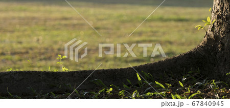 Little plants on tree trunk, back light. Copy Little plants on tree trunk, back light. Copy 67840945
