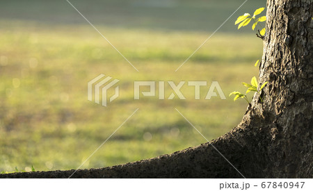 Little plants on tree trunk, back light. Copy Little plants on tree trunk, back light. Copy 67840947