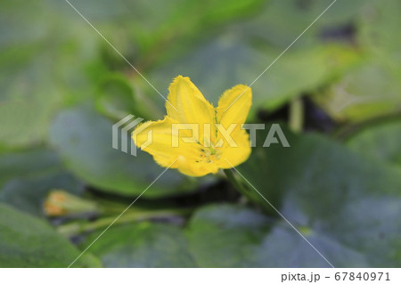 アサザの花 67840971