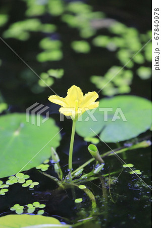アサザの花 67840978