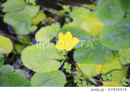 アサザの花 67840979
