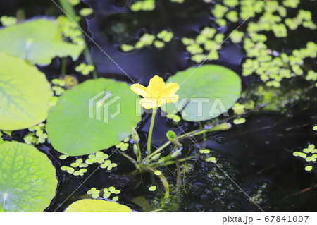 アサザの花 アサザの花 67841007