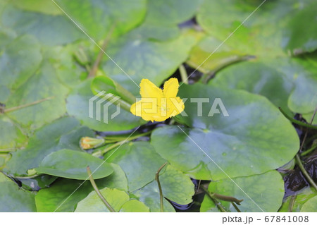 アサザの花　 67841008