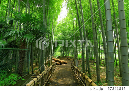 東久留米市「竹林公園」 東久留米市「竹林公園」 67841815