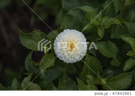 White dahlia flower with leaves. White dahlia flower with leaves. 67842001