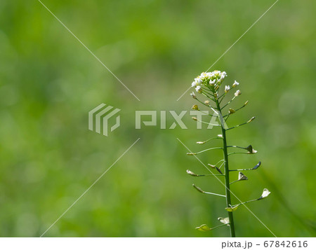 春の草原で咲くナズナの白い花の写真素材