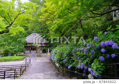 大和路の花の御寺　長谷寺 67843022