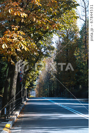 赤坂御所正門前の並木道の風景です 67844531