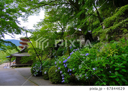 大和路の花の御寺　長谷寺 67844629