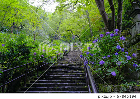 大和路の花の御寺　長谷寺 67845194