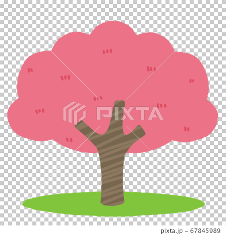 大きな桜の木と芝生 67845989