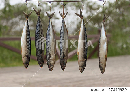 Hot smoked mackerel fish. 67846929