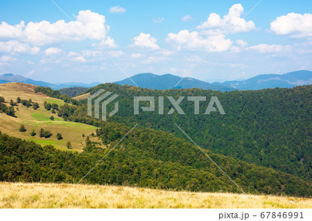 beech forest on the hills. wonderful landscape of beech forest on the hills. wonderful landscape of 67846991