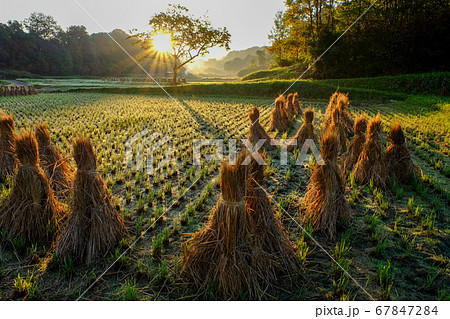 朝日をあびる柿の木と藁（奈良市） 67847284