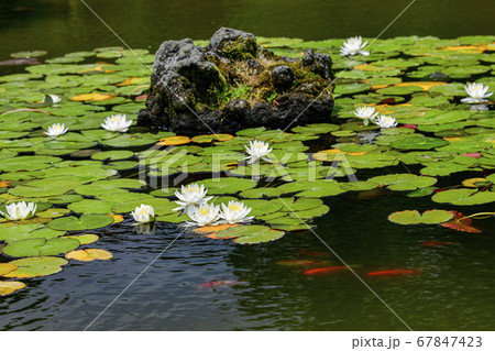 植物 杉 済州市 67847423