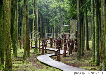 済州市 済州島 木 67847431