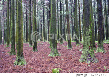 杉 済州市 木 67847439