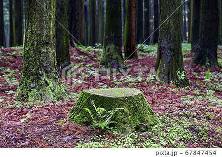 済州市 休養林 杉 67847454