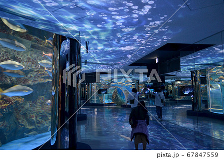石川県のとじま水族館 のと海遊回廊 石川県のとじま水族館 のと海遊回廊 67847559