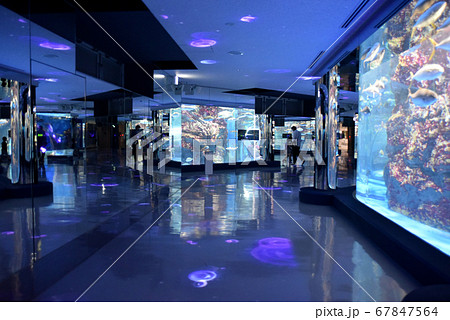 石川県のとじま水族館　のと海遊回廊 67847564