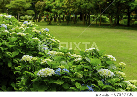 アジサイ 西帰浦市 花 67847736
