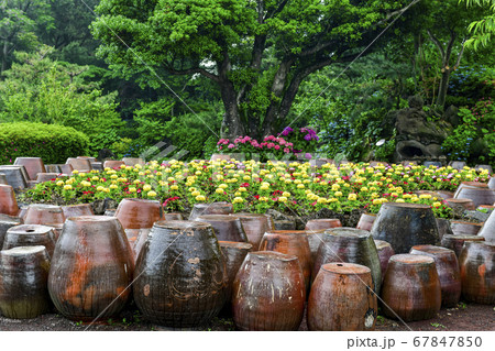 西帰浦市 花 植物 67847850
