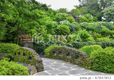 アジサイ 西帰浦市 花 67847853