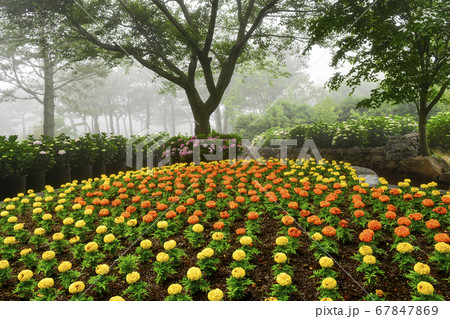 西帰浦市 花 植物 67847869