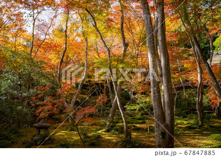 紅葉の祇王寺 紅葉の祇王寺 67847885
