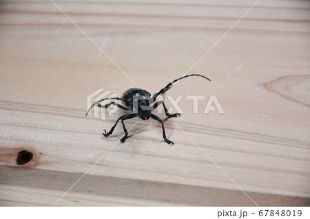 ゴマダラカミキリ ゴマダラカミキリ 67848019