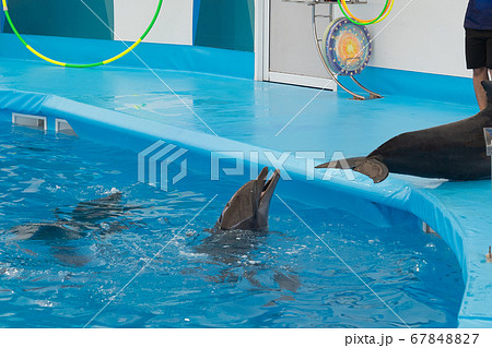 Bottlenose dolphin with ball during performance. Bottlenose dolphin with ball during performance. 67848827