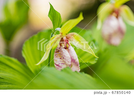 クマガイソウの花 クマガイソウの花 67850140