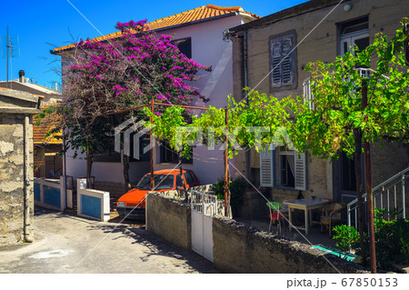 Narrow street and bougainvillea flowers in the garden, Dalmatia, Croatia 67850153