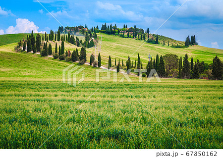 Typical winding rural road with cypresses in Tuscany, Italy Typical winding rural road with cypresses in Tuscany, Italy 67850162