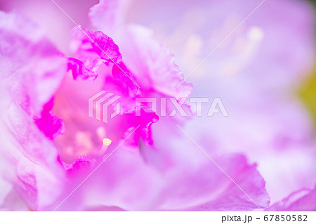 シャクナゲの花 67850582