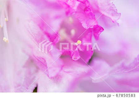 シャクナゲの花 67850583