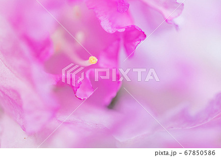 シャクナゲの花 シャクナゲの花 67850586