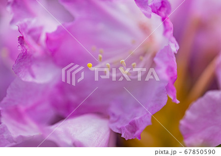 シャクナゲの花 67850590