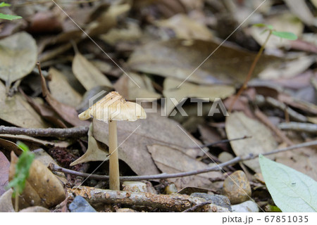落ち葉の中に生えるキノコの写真素材
