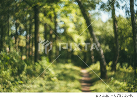 Green natural summer forest background of out of focus forest or bokeh. Defocused art backdrop Green natural summer forest background of out of focus forest or bokeh. Defocused art backdrop 67851046