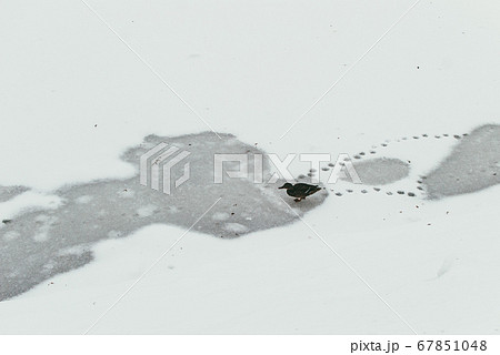 A lone duck walks across a frozen pond and leaves footprints. The concept of loneliness and abandonment 67851048