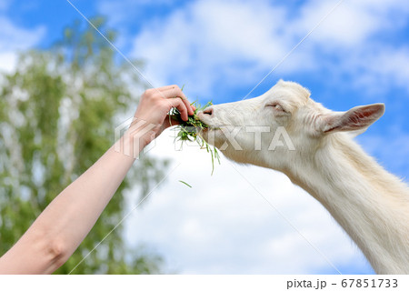 Goat portrait on farm. Human hand feeding goat Goat portrait on farm. Human hand feeding goat 67851733
