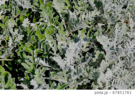 Cineraria maritime, or the ragwort maritime in the Cineraria maritime, or the ragwort maritime in the 67851761