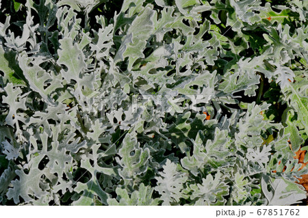 Cineraria maritime, or the ragwort maritime in the Cineraria maritime, or the ragwort maritime in the 67851762