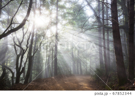 Sunny beams Sunny beams 67852344