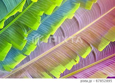 Leaves of Ravenala Madagascariensis (Traveller's 67852895