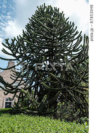 Chilean araucaria green fir tree 67853046